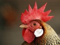 Unlock a phone, unlock a chicken!