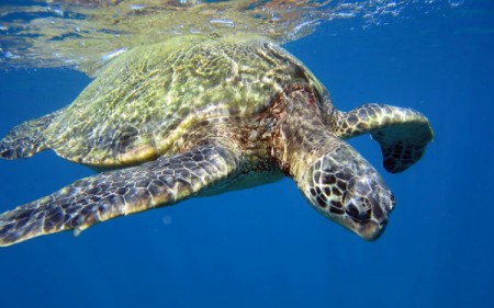 Google release underwater maps of coral reefs