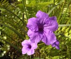 htcone_flower