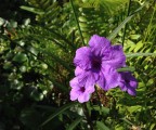 iphone_flower