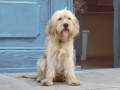 The O2 dog goes barking mad… for 4G