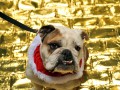 HTC proves that the streets of London ARE paved in gold