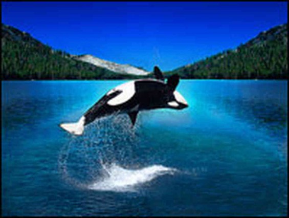 Shamu   maybe the next Nexus to make a splash