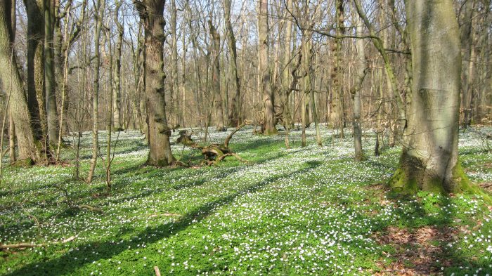 If you walk down to the woods today, remember to take your phone..