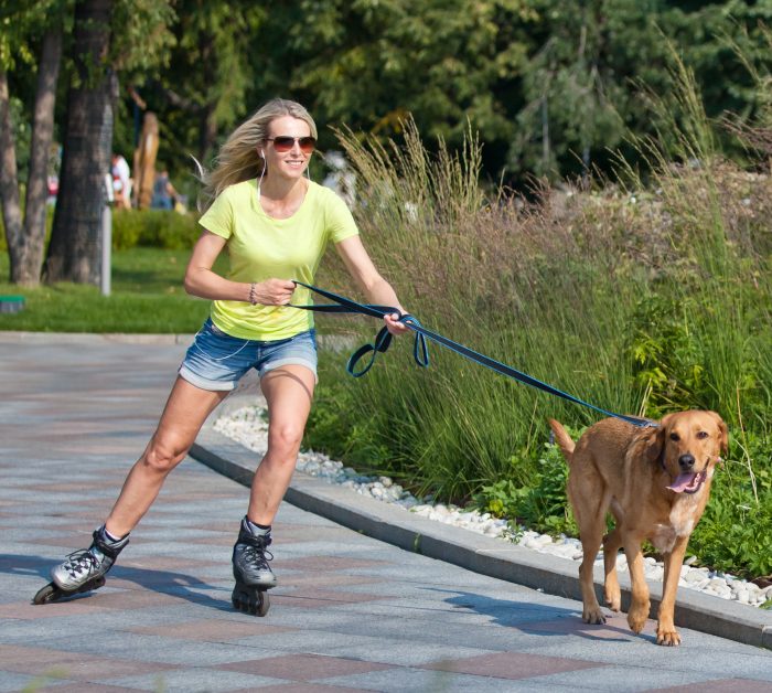 Track your hound and monitor fitness with Mishiko